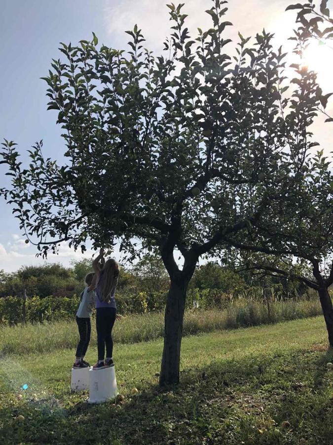 Gajic Baranja Black Hill'S מראה חיצוני תמונה