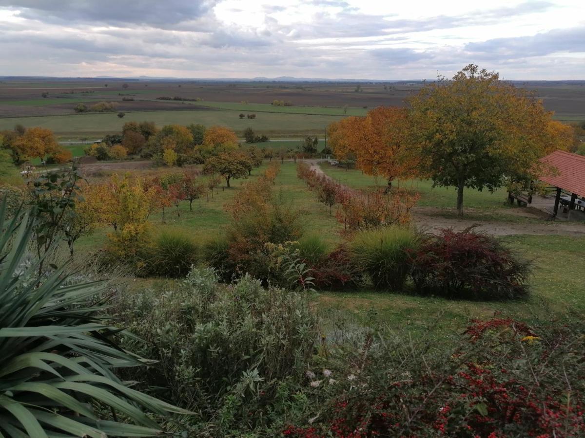 Gajic Baranja Black Hill'S מראה חיצוני תמונה