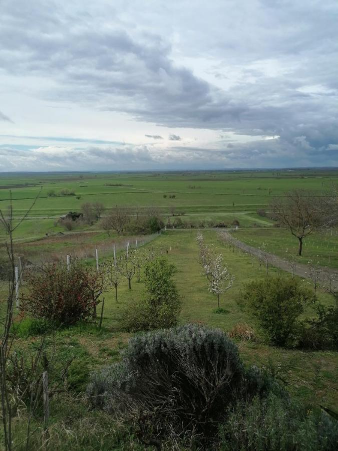 Gajic Baranja Black Hill'S מראה חיצוני תמונה